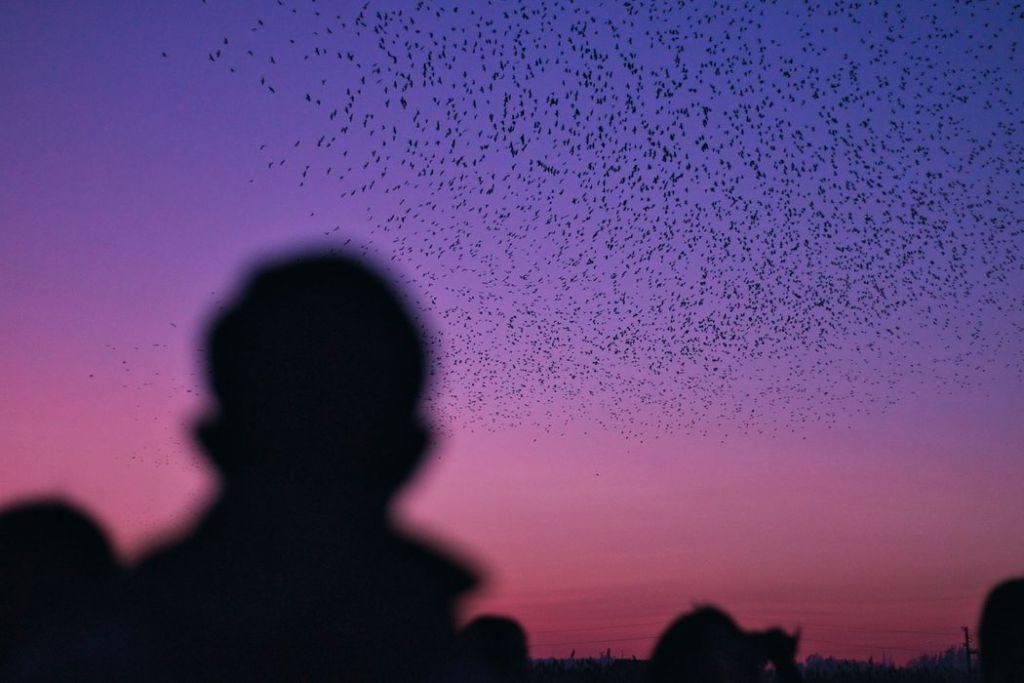 swarm intelligence and humans